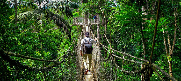 Canopy Walkway